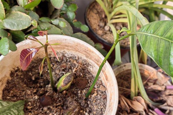 芒果怎么催芽，先后用温水和清水浸种并做好换水工作