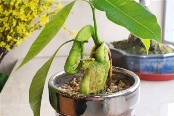 芒果怎么催芽，先后用温水和清水浸种并做好换水工作