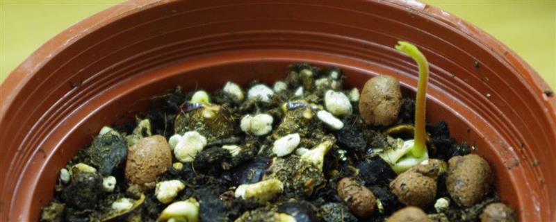 芒果怎么催芽，先后用温水和清水浸种并做好换水工作