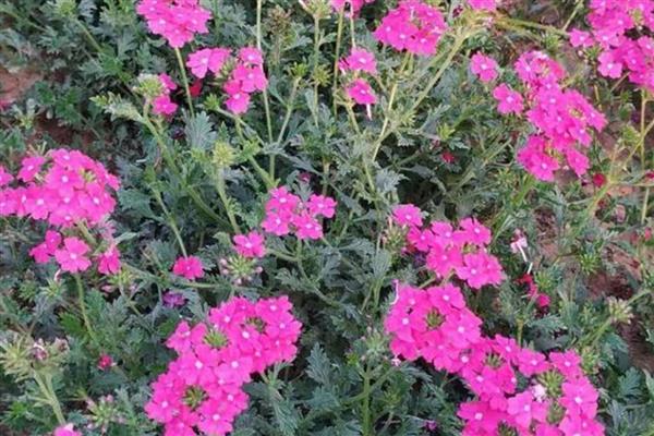 宿根花卉的简介，指存活两年或更久、成熟后能够开花的草本植物