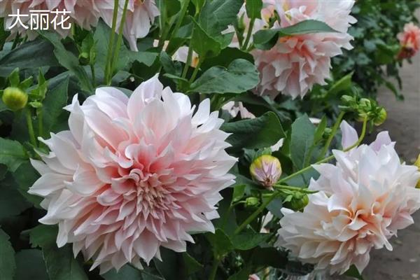 宿根花卉的简介，指存活两年或更久、成熟后能够开花的草本植物
