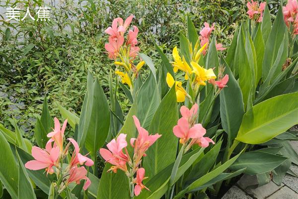 宿根花卉的简介，指存活两年或更久、成熟后能够开花的草本植物