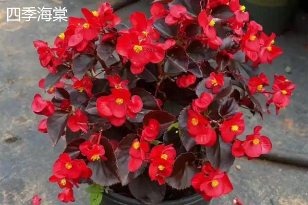 宿根花卉的简介，指存活两年或更久、成熟后能够开花的草本植物