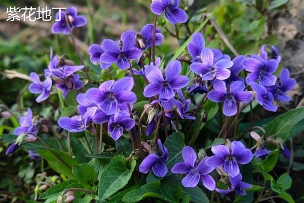 宿根花卉的简介，指存活两年或更久、成熟后能够开花的草本植物