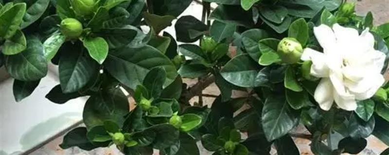 栀子花桩冬天如何移栽，选择土壤的pH值最好呈弱酸性