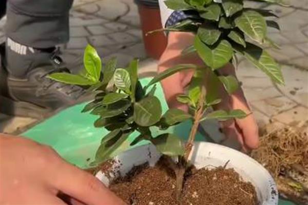 栀子花桩冬天如何移栽，选择土壤的pH值最好呈弱酸性
