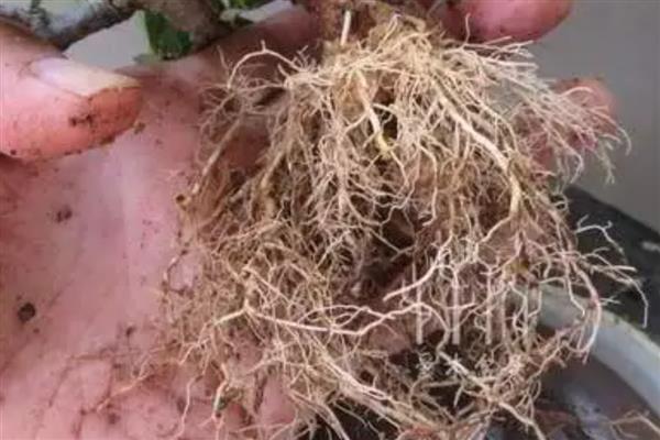 栀子花桩冬天如何移栽，选择土壤的pH值最好呈弱酸性