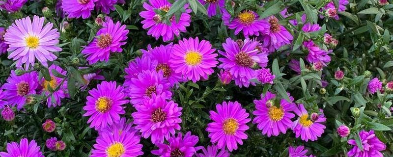 宿根花卉的简介，指存活两年或更久、成熟后能够开花的草本植物