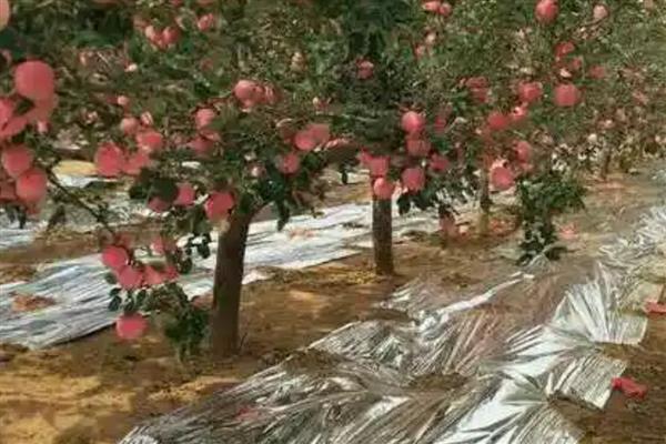 如何在苹果园中铺设反光膜，密植果园以行间铺设为主