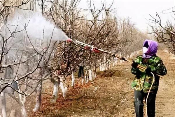 如何在苹果园中铺设反光膜，密植果园以行间铺设为主