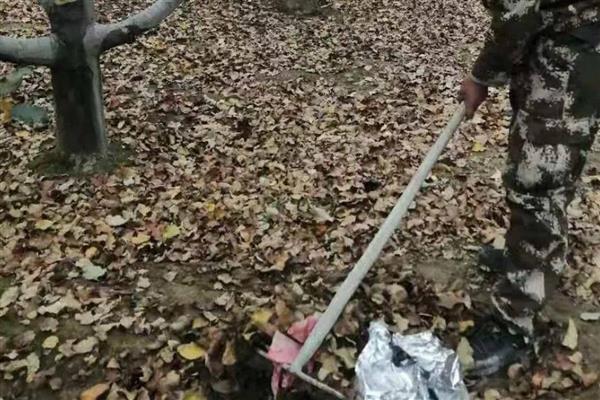 如何在苹果园中铺设反光膜，密植果园以行间铺设为主