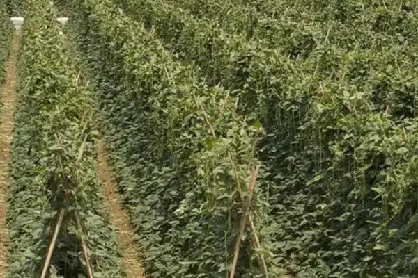 哪些种植项目有前景，粗粮、野菜、蘑菇等种类是适宜选择