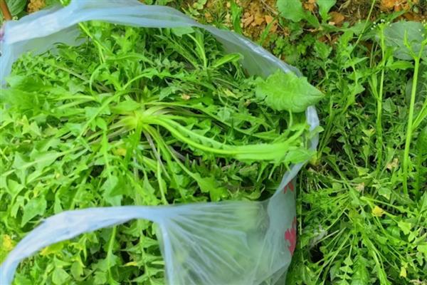 哪些种植项目有前景，粗粮、野菜、蘑菇等种类是适宜选择