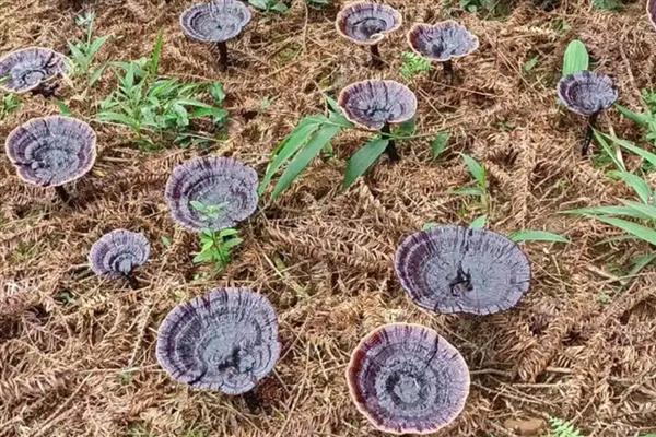 哪些种植项目有前景，粗粮、野菜、蘑菇等种类是适宜选择