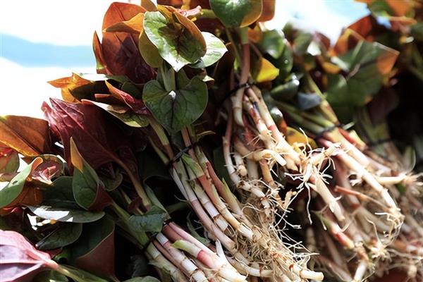 哪些种植项目有前景，粗粮、野菜、蘑菇等种类是适宜选择