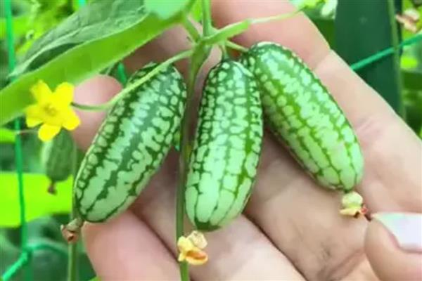 哪些种植项目有前景，粗粮、野菜、蘑菇等种类是适宜选择