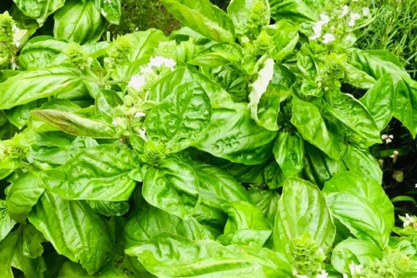 哪些种植项目有前景，粗粮、野菜、蘑菇等种类是适宜选择