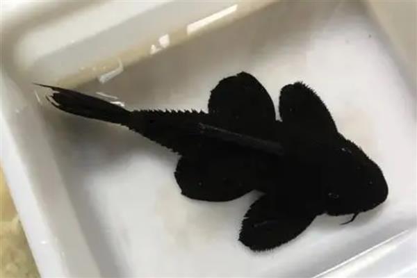 黑魔神坦克鱼好不好养，饲养难度较小