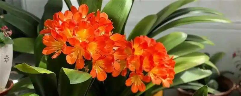 君子兰种子如何种植，种植前先浸种