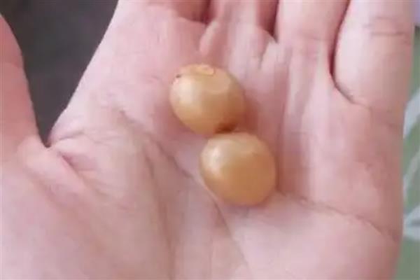 君子兰种子如何种植，种植前先浸种
