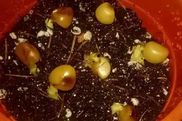君子兰种子如何种植，种植前先浸种