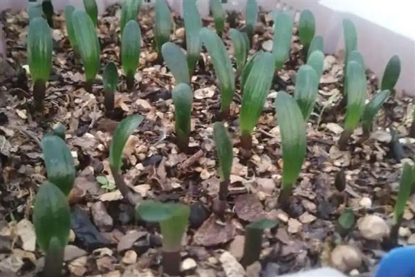 君子兰种子如何种植，种植前先浸种