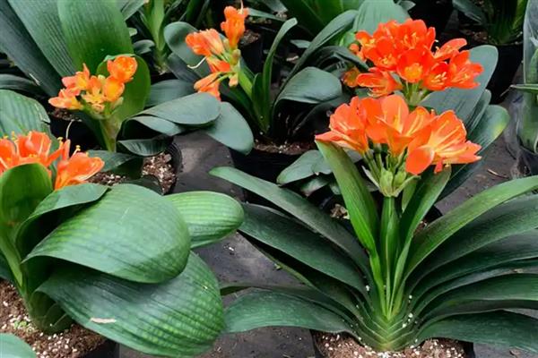 君子兰种子如何种植，种植前先浸种