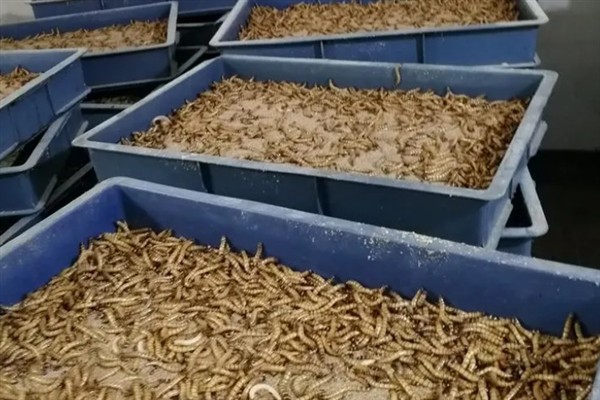 面包虫变成甲虫怎样让它繁殖，要尽快把它从幼虫中分离出来