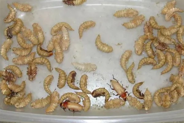 面包虫变成甲虫怎样让它繁殖，要尽快把它从幼虫中分离出来