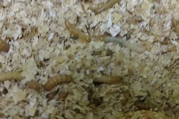 面包虫变成甲虫怎样让它繁殖，要尽快把它从幼虫中分离出来