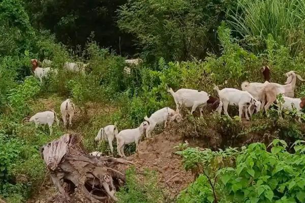 养羊的风险，第一个风险就是养殖规模