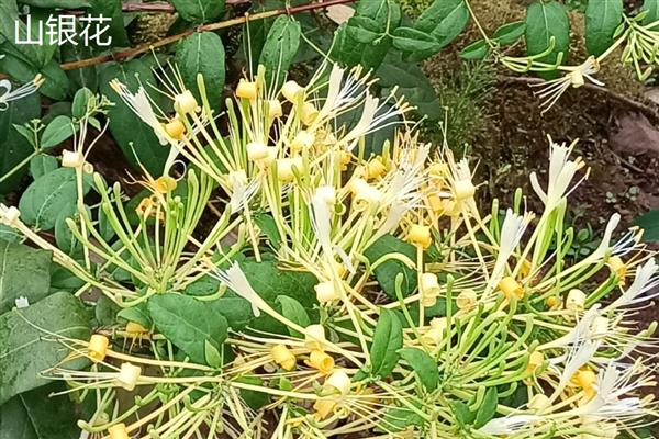 金银花有什么种类，常见红银花、大毛花等品种