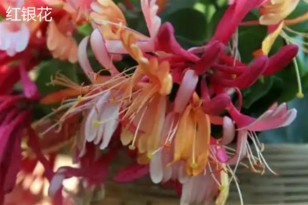 金银花有什么种类，常见红银花、大毛花等品种
