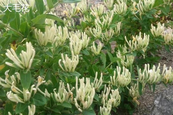 金银花有什么种类，常见红银花、大毛花等品种