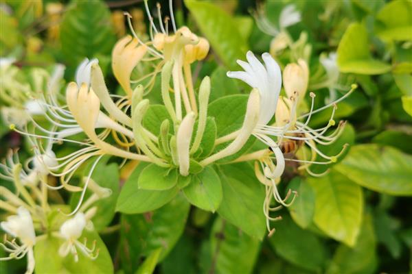 金银花有什么种类，常见红银花、大毛花等品种
