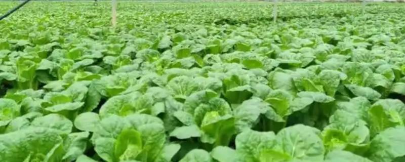 大棚娃娃菜的种植管理技巧，首先要根据季节变化选择品种
