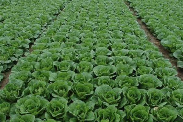 大棚娃娃菜的种植管理技巧，首先要根据季节变化选择品种