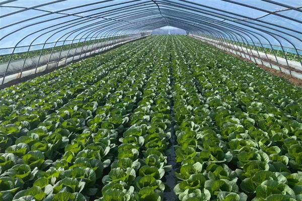 大棚娃娃菜的种植管理技巧，首先要根据季节变化选择品种