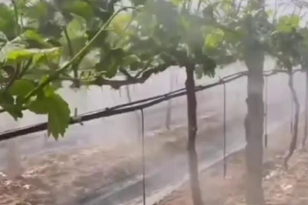 磷酸二氢钾使用时的注意事项，有晨露时不可使用