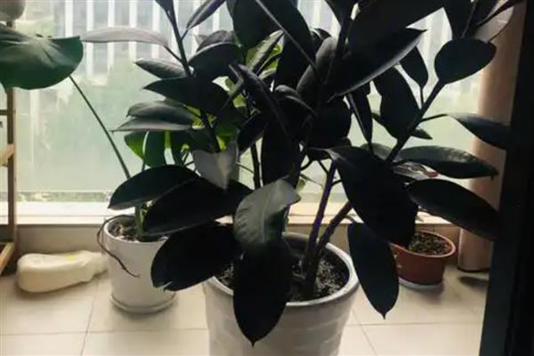 橡皮树放在哪里可以旺风水，可以放在阳台、客厅等