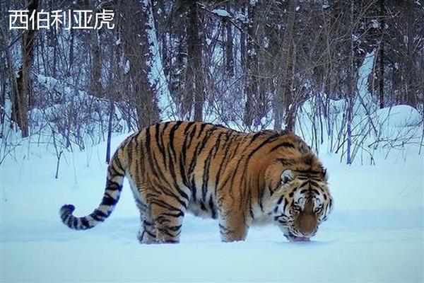 老虎和狮子谁是百兽之王，老虎的体型更大、咬合力和作战能力更强