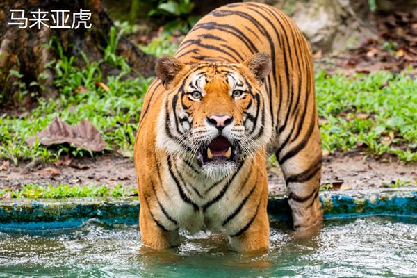 老虎和狮子谁是百兽之王，老虎的体型更大、咬合力和作战能力更强