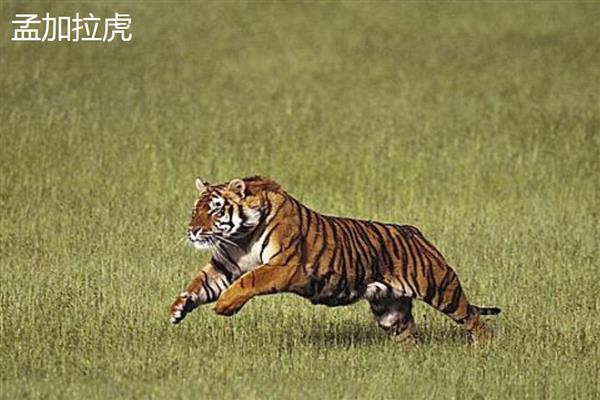 老虎和狮子谁是百兽之王，老虎的体型更大、咬合力和作战能力更强