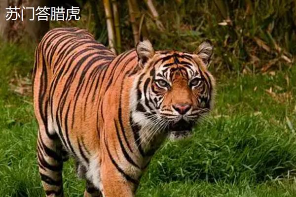 老虎和狮子谁是百兽之王，老虎的体型更大、咬合力和作战能力更强