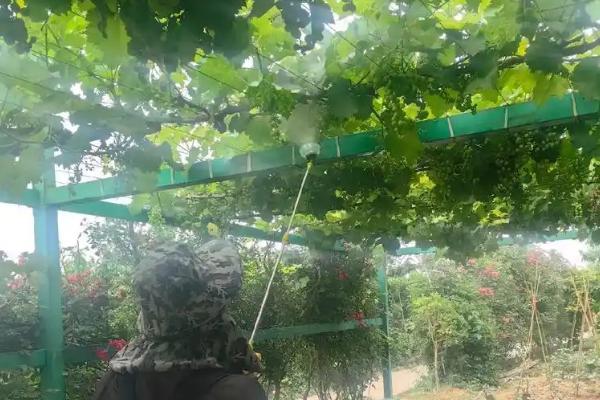 葡萄褐枯病如何防治，可喷洒波尔多液