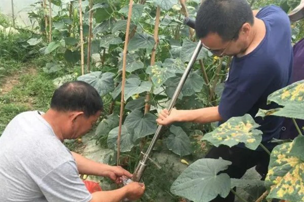 黄瓜秧的剪枝方法，生长期间剪除藤蔓顶部的嫩芽