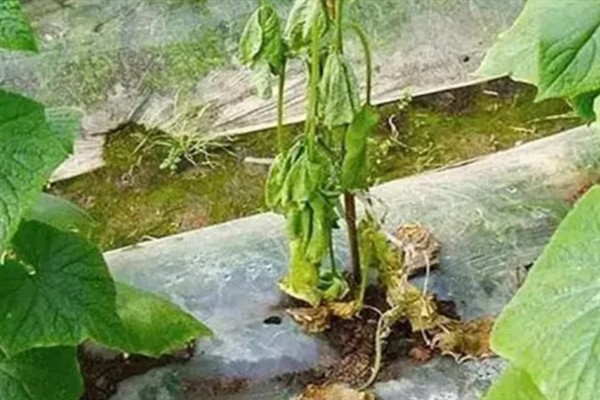 黄瓜秧的剪枝方法，生长期间剪除藤蔓顶部的嫩芽