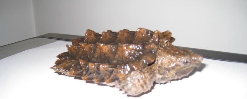 鳄龟是外来入侵物种吗，鳄龟是外来入侵物种