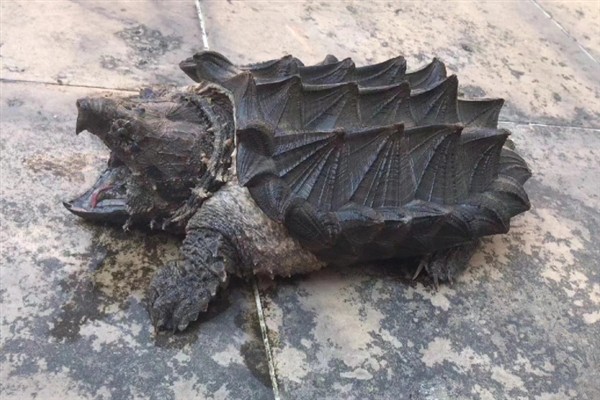 鳄龟是外来入侵物种吗，鳄龟是外来入侵物种