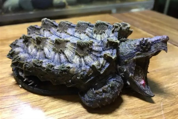 鳄龟是外来入侵物种吗，鳄龟是外来入侵物种